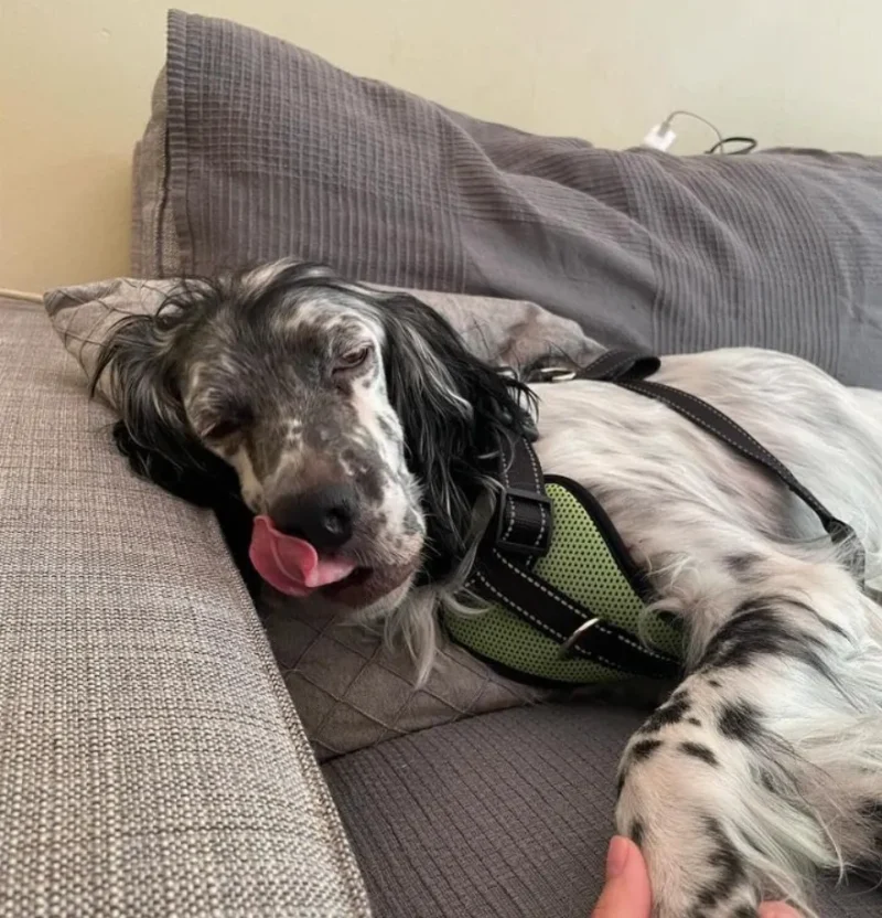 gnoriste-ton-ermi-ena-yperocho-english-setter-psachnei-2_ gnoriste-ton-ermi-ena-yperocho-english-setter-psachnei-2_