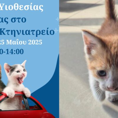 Γιορτή Υιοθεσίας Γάτας στο Δημοτικό Κτηνιατρείο Αθηνών – Μια Μέρα Αγάπης και Νέων Αρχών