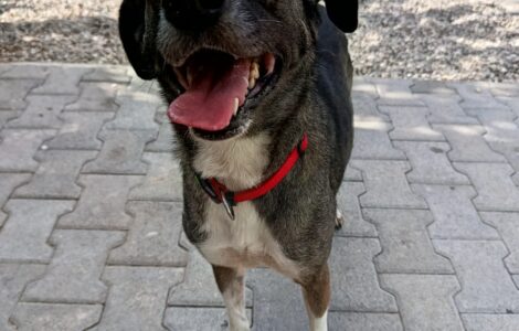 1000040803 1000040803