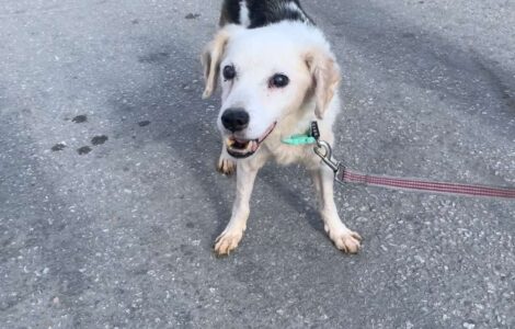 1000040877 1000040877