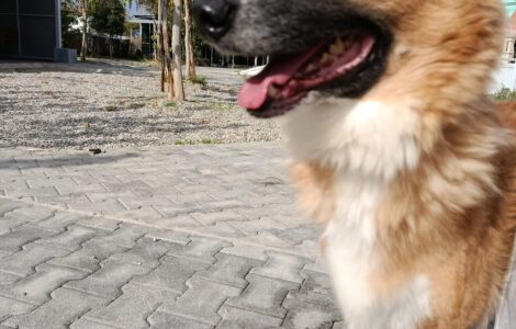 1000040980 1000040980